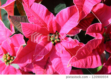 Closeup of vibrant pink poinsettia flowers with lush green bracts and buds illuminated by sunlight. Bold colors and rich texture, create a festive and elegant look, ideal for Christmas holiday designs 120900934