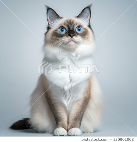 sleek Siamese cat with striking blue eyes sitting upright gracefully sleek Siamese cat with striking blue eyes sitting upright gracefully 120901008