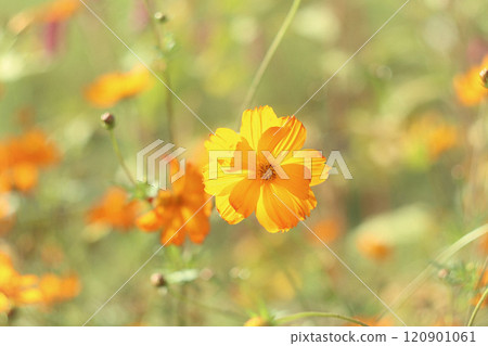 Autumn: Brilliant yellow cosmos flowers 120901061
