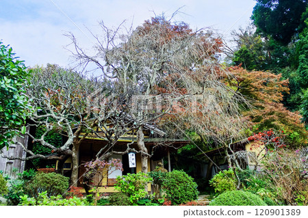【神奈川】深秋的鎌倉圓覺寺開器廟的櫻花 【神奈川】深秋的鎌倉圓覺寺開器廟的櫻花 120901389