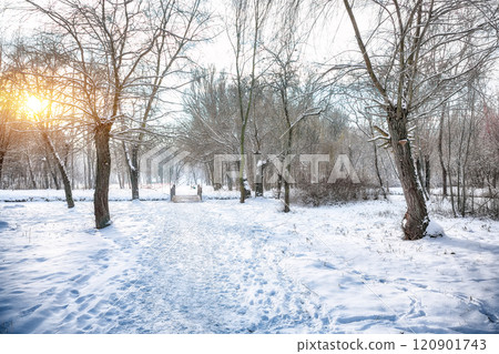 Outstanding winter sunset in city park with trees in the snow. 120901743
