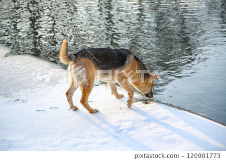 A dog drinking water from a frozen pond in winter. 120901773