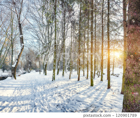 Outstanding winter sunset in city park with trees in the snow. Outstanding winter sunset in city park with trees in the snow. 120901789