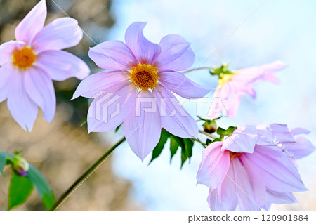 皇帝大麗花閃耀在藍天 120901884