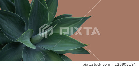 Detailed side view of green agave plant with sharp leaves against Mocha Mousse tone Background 120902184