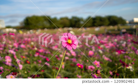 Cosmos in a field shining against the blue autumn sky 120902461