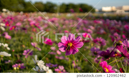 Deep pink flowers bloom against the blurred background of a pink cosmos flower field 120902462