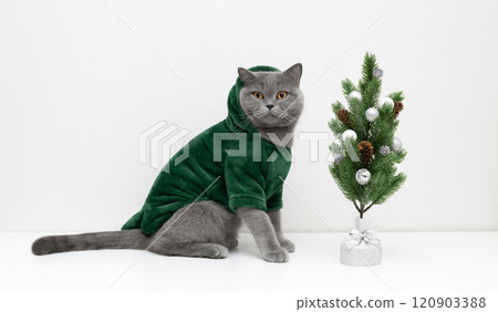 Cat in green hoodie with Christmas tree on white background with copy space. British cat in a sweatshirt. Cat in green hoodie with Christmas tree on white background with copy space. British cat in a sweatshirt. 120903388