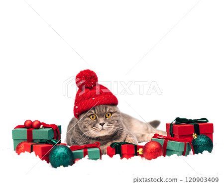 Christmas cat in red hat with gifts isolated on white background. Scottish cat with Christmas decorations in the snow. New Year greeting card. Copy space. Christmas cat in red hat with gifts isolated on white background. Scottish cat with Christmas decorations in the snow. New Year greeting card. Copy space. 120903409