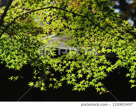 Green maple 120903497