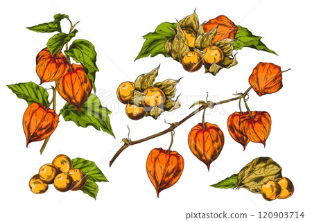 Physalis plant color sketch vector set, branch with leaves and berries, hand drawn gooseberry autumn floral elements Physalis plant color sketch vector set, branch with leaves and berries, hand drawn gooseberry autumn floral elements 120903714