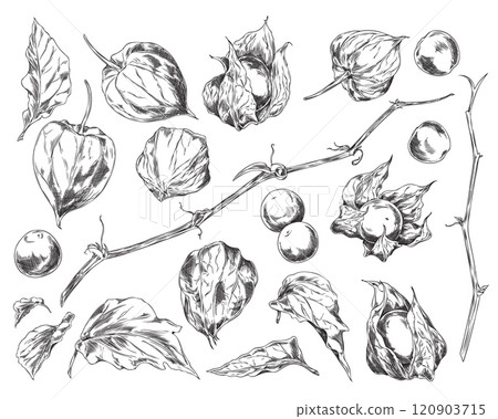 Illustration of set with image of physalis berries, leaves of different shapes, stem and lanterns. Illustration of set with image of physalis berries, leaves of different shapes, stem and lanterns. 120903715