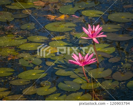 Beautiful lily lotus flower in a pond 120903794