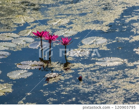 Beautiful lily lotus flower in a pond 120903795