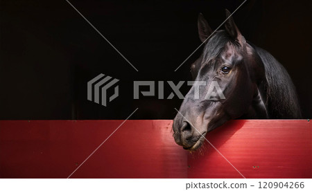 Beautiful black horse in a barn, generative ai 120904266