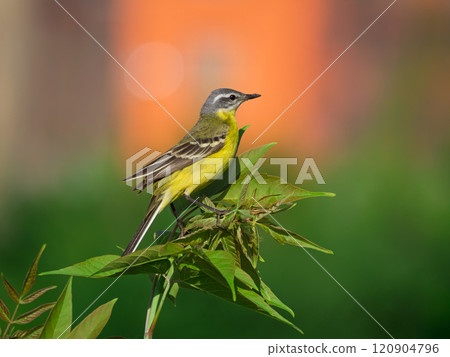 Male of Western yellow wagtail perching on a branch. The smallest representative in the wagtail family. Bird watching. Ornithology. Close-up Male of Western yellow wagtail perching on a branch. The smallest representative in the wagtail family. Bird watching. Ornithology. Close-up 120904796