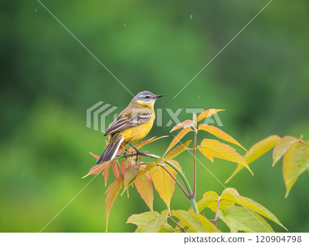 Male of Western yellow wagtail perching on a branch. The smallest representative in the wagtail family. Bird watching. Ornithology. Close-up Male of Western yellow wagtail perching on a branch. The smallest representative in the wagtail family. Bird watching. Ornithology. Close-up 120904798
