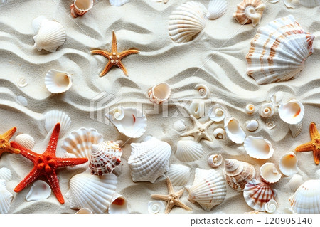 Beautiful seashells and starfish on a white sand beach with copy space top view. Summer vacation concept. Copyspace Beautiful seashells and starfish on a white sand beach with copy space top view. Summer vacation concept. Copyspace 120905140