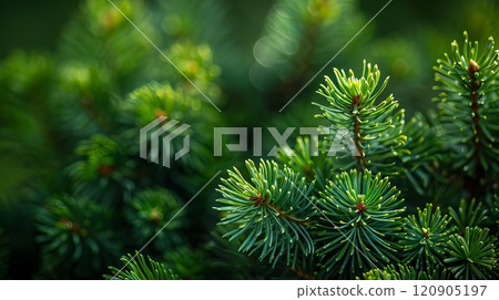 Closeup of lush green pine needles on a branch. 120905197