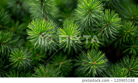 Close-up of lush green pine tree needles. 120905198