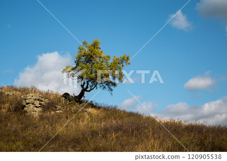 Lonely coniferous tree in the mountains 120905538