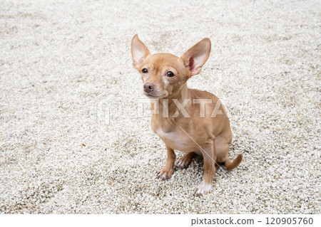 Sitting Russian Toy Terrier 120905760