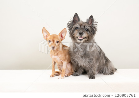 Sitting Cairn Terrier and Russian Toy Terrier 120905761