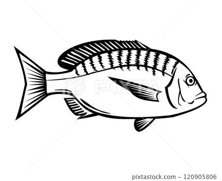 Japanese Black Porgy or Kurodai Side View Retro Japanese Black Porgy or Kurodai Side View Retro 120905806