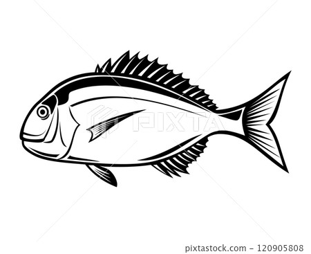 Red Seabream Red Pargo or Pagrus Major Side View Retro 120905808