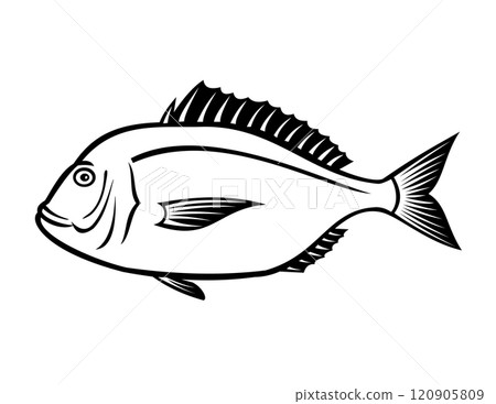 Crimson Seabream Red Sea Bream or Evynnis Tumifrons Side View Retro 120905809