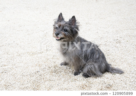Smiling Cairn Terrier Smiling Cairn Terrier 120905899