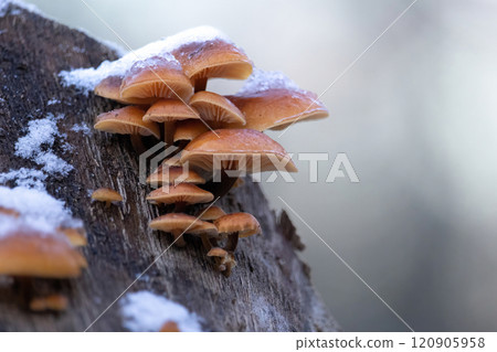 Velvet foot (Flammulina velutipes) also known as winter mushroom or golden needle mushroom under snow Velvet foot (Flammulina velutipes) also known as winter mushroom or golden needle mushroom under snow 120905958