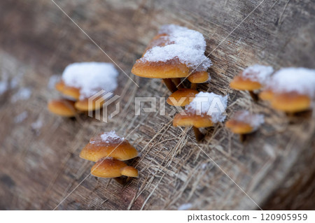 winter mushrooms or winter fungus 120905959