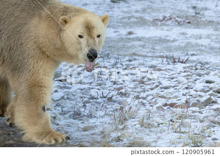The Polar Bear is the largest biggest bear The Polar Bear is the largest biggest bear 120905961