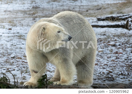 Polar bear in natural environment Polar bear in natural environment 120905962