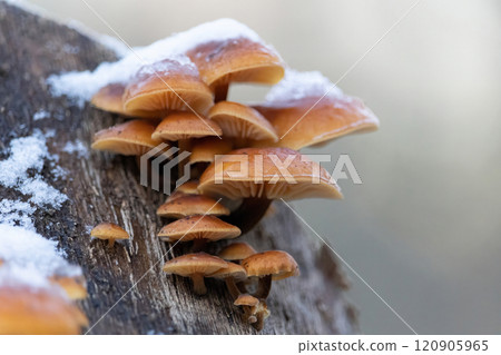 Golden Needle or winter mushrooms Golden Needle or winter mushrooms 120905965