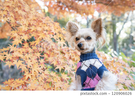 Yorkshire terrier in a basket with autumn leaves 120906026