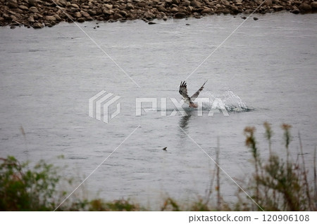 Osprey catching fish in the river 120906108