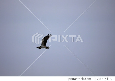 Osprey catching fish in the river 120906109