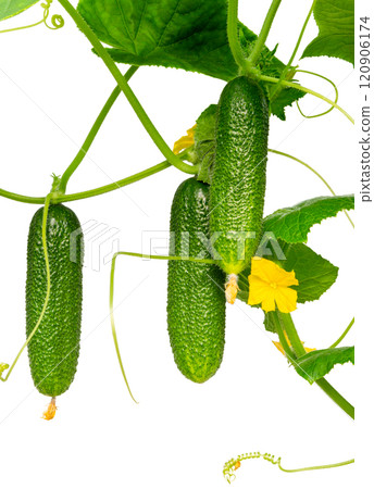 cucumber with leaf and flower isolated cucumber with leaf and flower isolated 120906174