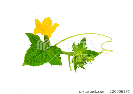 cucumber with leaf and flower isolated 120906175