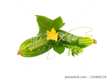 cucumber with leaf and flower isolated 120906176