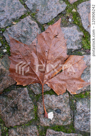 Close-up photo of a wet golden brown leaf lying on a road with cable stones Close-up photo of a wet golden brown leaf lying on a road with cable stones 120906242