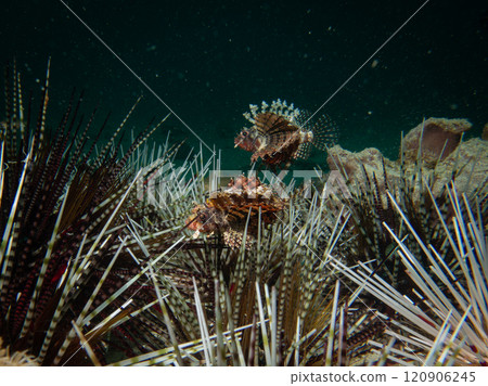 A pair of Short-finned Turkeyfish or Dwarf Lionfish among giant Sea Urchins spines A pair of Short-finned Turkeyfish or Dwarf Lionfish among giant Sea Urchins spines 120906245