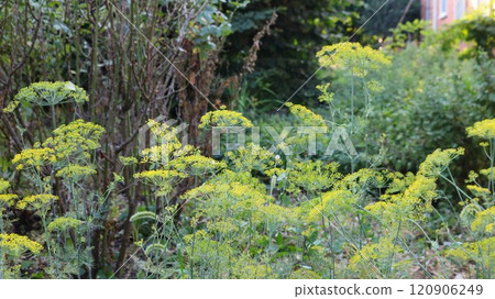 yellow-green umbrellas of dill growing in a garden or field, in sunlight, flowering stage of the dill plant, young seeds ripening in the inflorescences of the green vegetable yellow-green umbrellas of dill growing in a garden or field, in sunlight, flowering stage of the dill plant, young seeds ripening in the inflorescences of the green vegetable 120906249