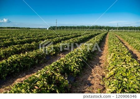 Strawberry plantation under mulch foil and with drip irrigation. Plants growing under black plastic sheets. 120906346