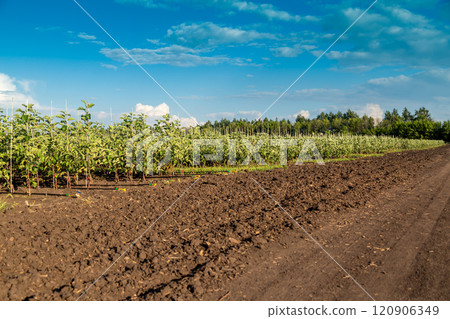 Apple tree seedlings in the nursery on drip irrigation 120906349
