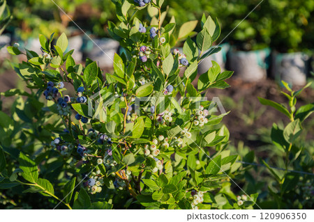 Ripe blueberries (bilberry) on a blueberry bush on a nature background. Ripe blueberries (bilberry) on a blueberry bush on a nature background. 120906350