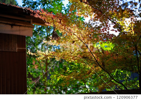 Autumn leaves at Jofukuji Temple, Kochi 120906377