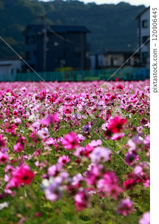 Cosmos field in Takasu, Kochi 120906445